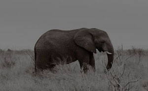 Elephant Shed